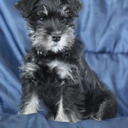 Miniature Schnauzer Puppies from Crooked Tree Ranch