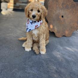 Double Doodle and Goldendoodle Puppies from Red White and Doodle