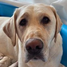 Labrador Retrievers from Hill's Labs