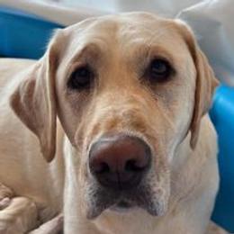 Labrador Retrievers from Hill's Labs