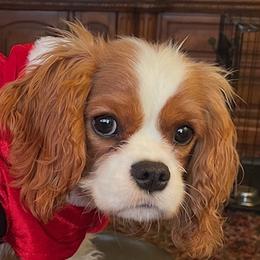 Fancy - Cavalier King Charles Spaniel