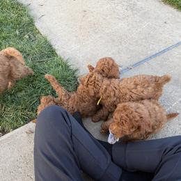Labradoodle Puppies from California Double Doodles