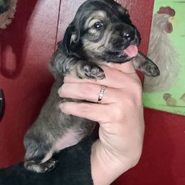 Boy 1 - Cream male Dachshund puppy in Deming, New Mexico from FoxieDoxies of New Mexico