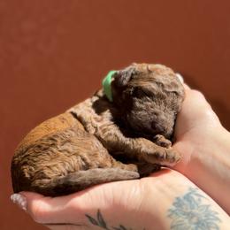 Turtle - Brown male Poodle puppy in Midwest City, Oklahoma from Strawberry Hill Puppy Patch