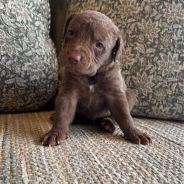 Malloy - Light brown male Chesapeake Bay Retriever puppy in Ulen, Minnesota from North Wind Gundogs