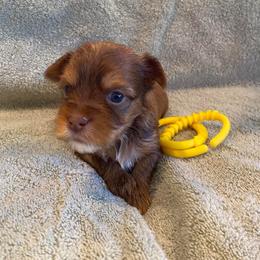 Dachshund and Morkie Puppies from Amazing Morkies