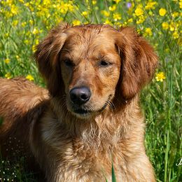 Oakley or AnnieO - Golden Retriever