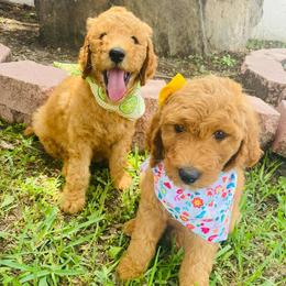 Goldendoodles from Linny J Doodles