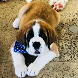 Pink - Mahogany and white female Saint Bernard puppy in Double Springs, Alabama from St Bernard Kingdom, LLC