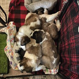 Saint Bernard Puppies from Fizzy Saints