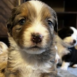 Girl - Red merle Miniature American Shepherd puppy in Phoenix, Arizona from Outlaw Minis