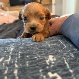 Australian Labradoodle Puppies from Napa Valley Australian Labradoodles