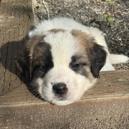 Mint miracle - White and brown female Saint Bernard puppy in Auburn, Washington from Sara’s Saint Bernards