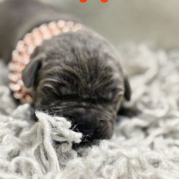 Popper - Gray male Cane Corso puppy in Russellville, Missouri from Soaring Royalty Canines LLC