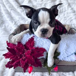 Freddy - Seal brindle and white male Boston Terrier puppy in Lexington, South Carolina from Velveteen Bostons