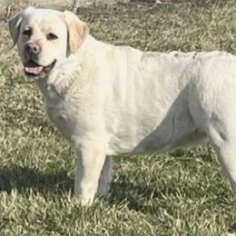 Trixie - Labrador Retriever