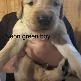 Neon green boy - Light golden male Golden Retriever puppy in Buchanan, Georgia from Morgan’s Heart of Gold Retrievers