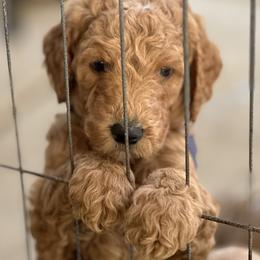 Blue Collar boy - Bergen (Norway) - Red  male Goldendoodle puppy in West Sacramento, California from Pomegranate Doodles