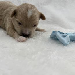 Romeo - Apricot male Maltipoo puppy in Turlock, California from 209PuppiesCaliforniaMaltipoo