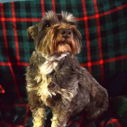 Gypsy - Miniature Schnauzer