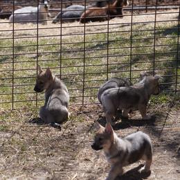 Swedish Vallhund puppies from Maena Swedish Vallhunds