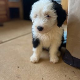 Old English Sheepdog Puppies from Walnut Ridge Farms OES