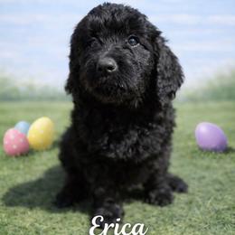 Erica Sinclair - Black female Bernedoodle puppy in Bennett, Colorado from Darling Paws, LLC