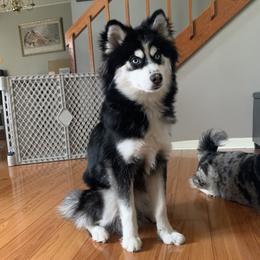 Milo - Pomsky