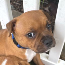 Ozzy - Red male Staffordshire Bull Terrier puppy in Port Saint Lucie, Florida from Southern Staffies