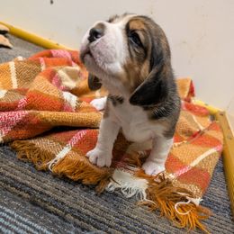 Girl 1 - Black tan and white female Beagle puppy in Vallejo, California from Tailwindfarm