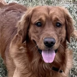 Golden Retrievers from CoPilot Golden Retrievers