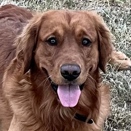 Golden Retrievers from CoPilot Golden Retrievers