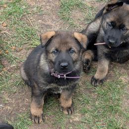 Purple - Sable female German Shepherd puppy in Motley, Minnesota from Von Thomson Haus