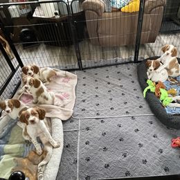 Brittany Puppies from Beaupre Gun Dogs