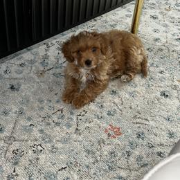 Cavapoo, Cockapoo, Goldendoodle, and Maltipoo Puppies from Perdue Puppies