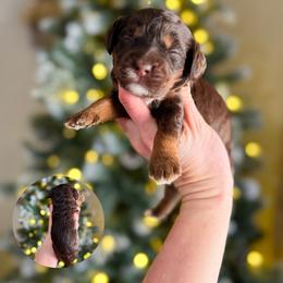 Ophelia - Phantom female Bernedoodle puppy in Wamego, Kansas from Doodles of Oz