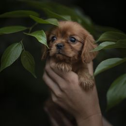 Cavalier King Charles Spaniel and Golden Retriever Puppies from Tsarevich Goldens and Cavaliers