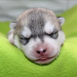 Goldie - Gray and white female Siberian Husky puppy in Le Sueur, Minnesota from Tevana Siberians LLC