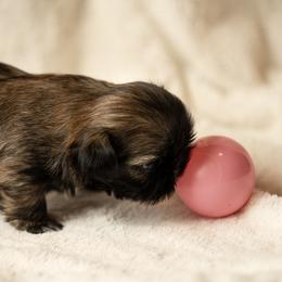 Shih Tzu Puppies from Good Lil Shih Tzu