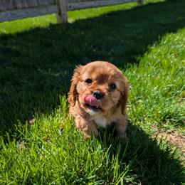 Lady - Ruby female Cavalier King Charles Spaniel puppy in New Holland, Pennsylvania from Mountain Breeze Puppies
