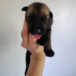 Girl 3 - Fawn sable female Belgian Malinois puppy in Marshall, Michigan from Dream K9