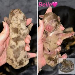 Belle - Dapple female Dachshund puppy in Gatesville, Texas from Emily’s Doxie Domain