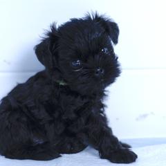 Affenpinscher and Lagotto Romagnolo Puppies from Skyfall and Morena