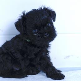 Affenpinscher and Lagotto Romagnolo Puppies from Skyfall and Morena