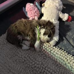 Blu Boy - Blue male Havanese puppy in Crestview, Florida from Debbie’s Doggone Havanese Doghouse LLC
