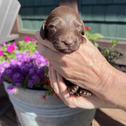 Girl 1 - Chocolate female Dachshund puppy in Gouverneur, New York from Dack Dachshunds