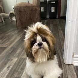 Shih Tzu Puppies from Willow Lane Shih Tzus