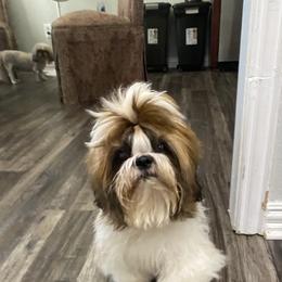 Shih Tzu Puppies from Willow Lane Shih Tzus