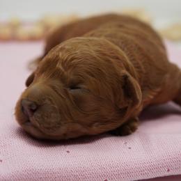 Moana - Red  female Goldendoodle puppy in Lancaster, Pennsylvania from Henriquez Puppies