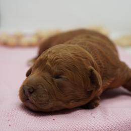 Moana - Red  female Goldendoodle puppy in Lancaster, Pennsylvania from Henriquez Puppies